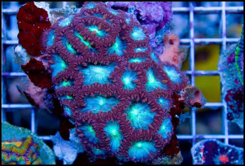 Crazycorals_4.jpg