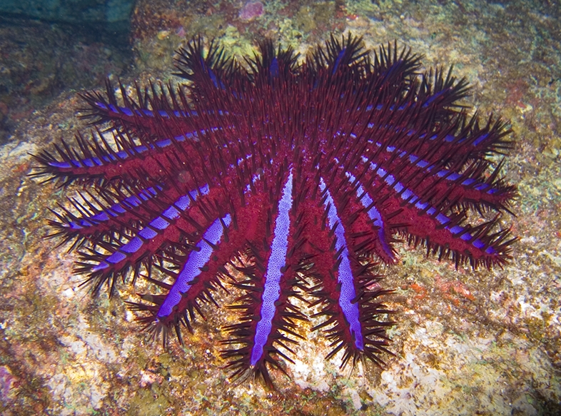Crown_of_Thorns-jonhanson.jpg