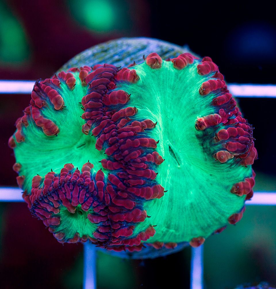 anewcoral_66.jpg