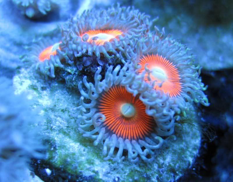 DallasNYC_zoas13.jpg