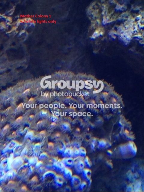 coral2_zps0552c76f.jpg