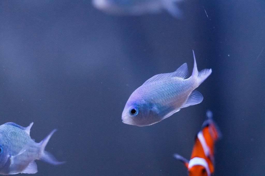 Aquarium-2.jpg