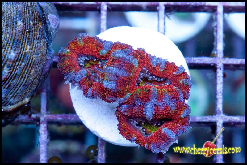 NewCorals100_15-1.jpg