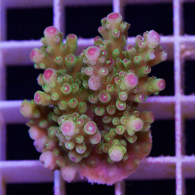 newcorals673b.jpg