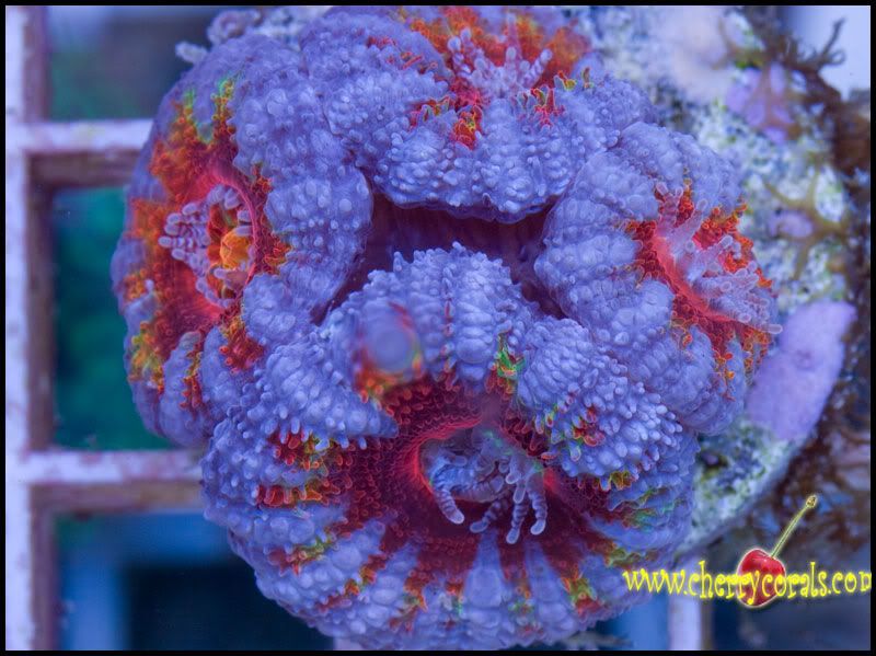 NewCorals_60.jpg