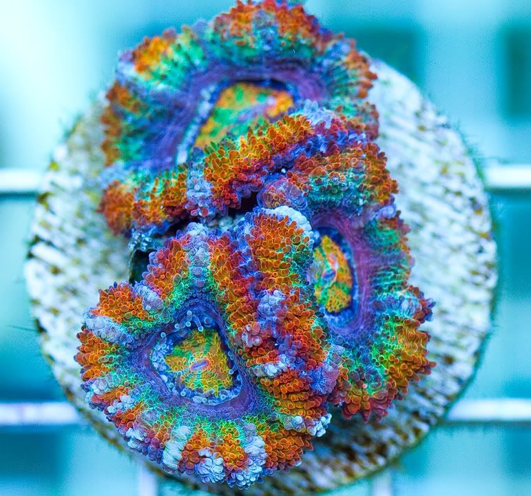 anewcorals_13-2.jpg