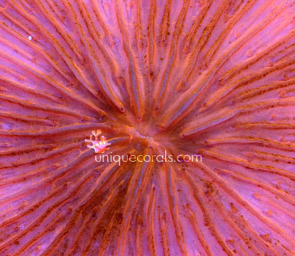 orange_pink_fungia_macro-1.jpg