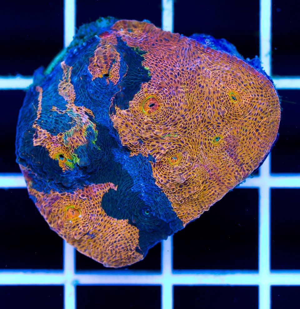 a-new-coral_30-2.jpg