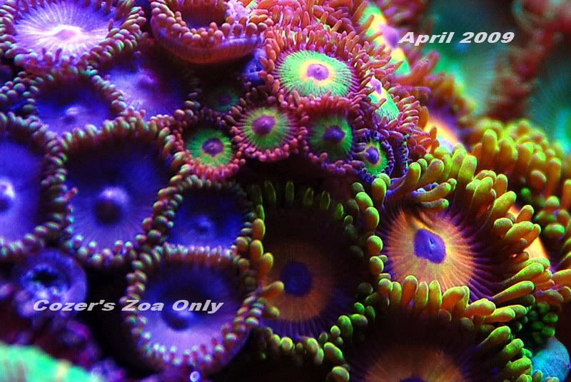 ZoaOnly8.jpg