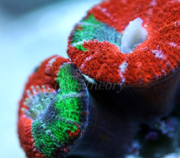 acan2.jpg