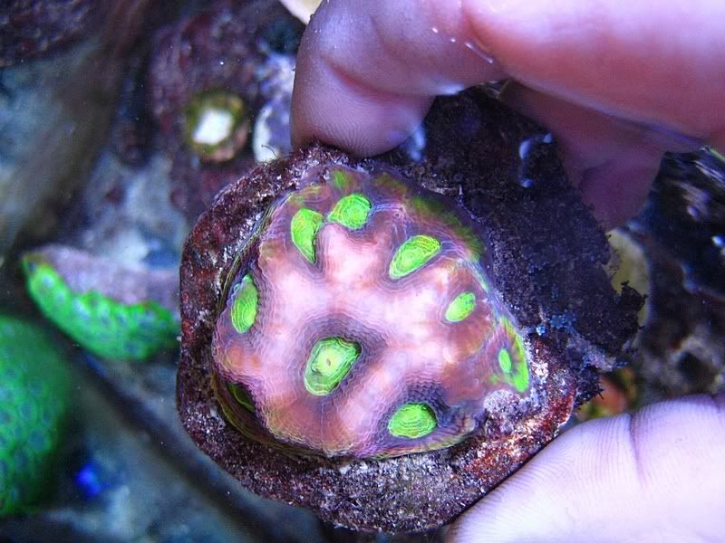 prismfavia1.jpg