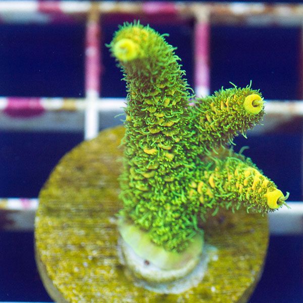 polyp874.jpg~original