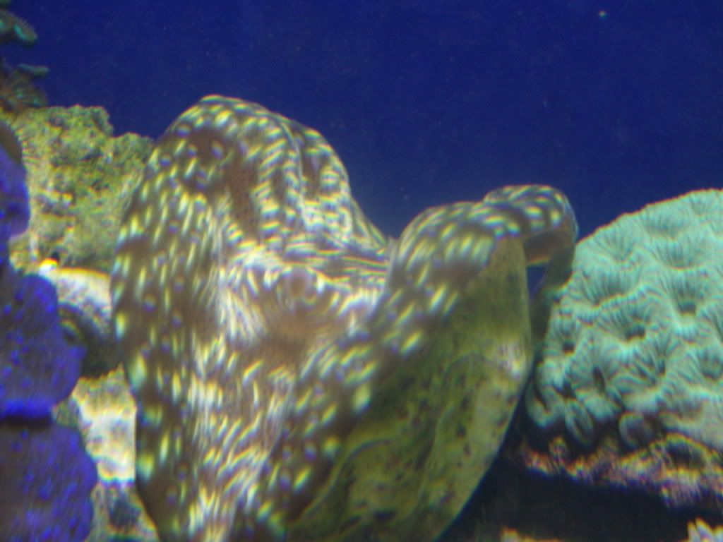 jayfish163.jpg