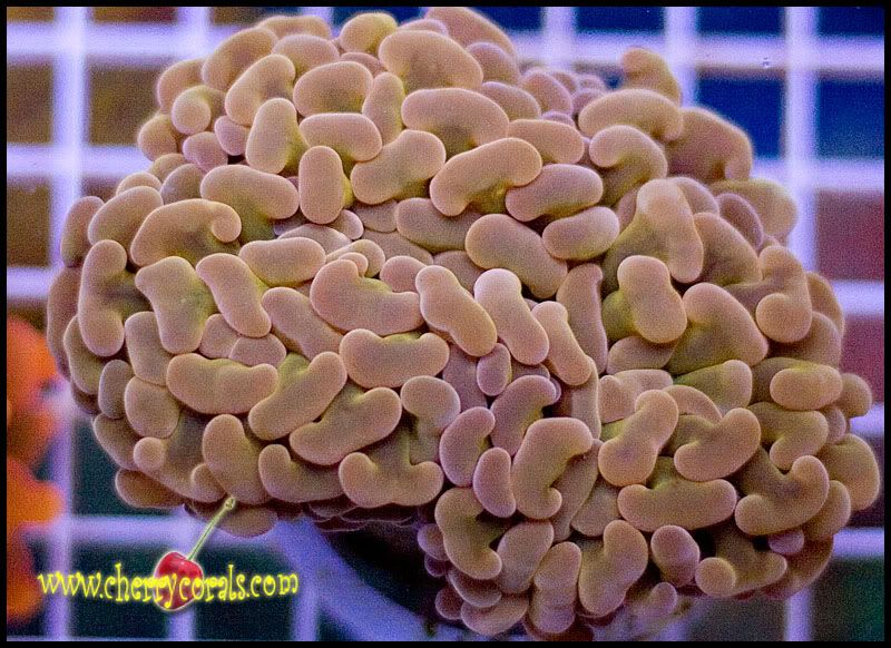 NewCorals205copy.jpg