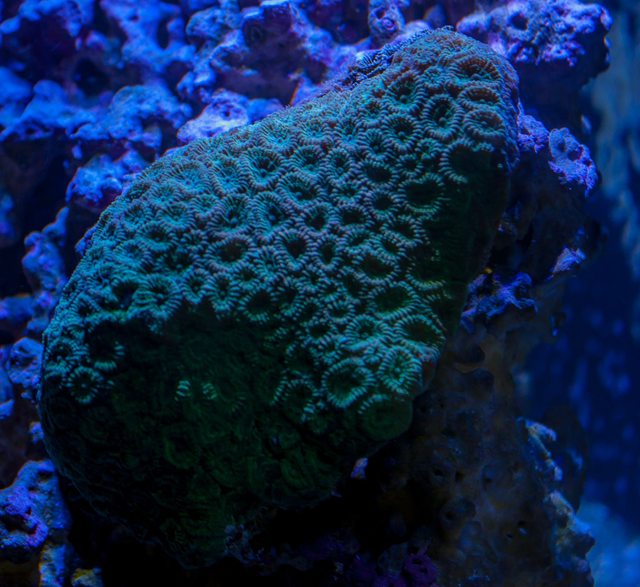 syn2L63l.jpg