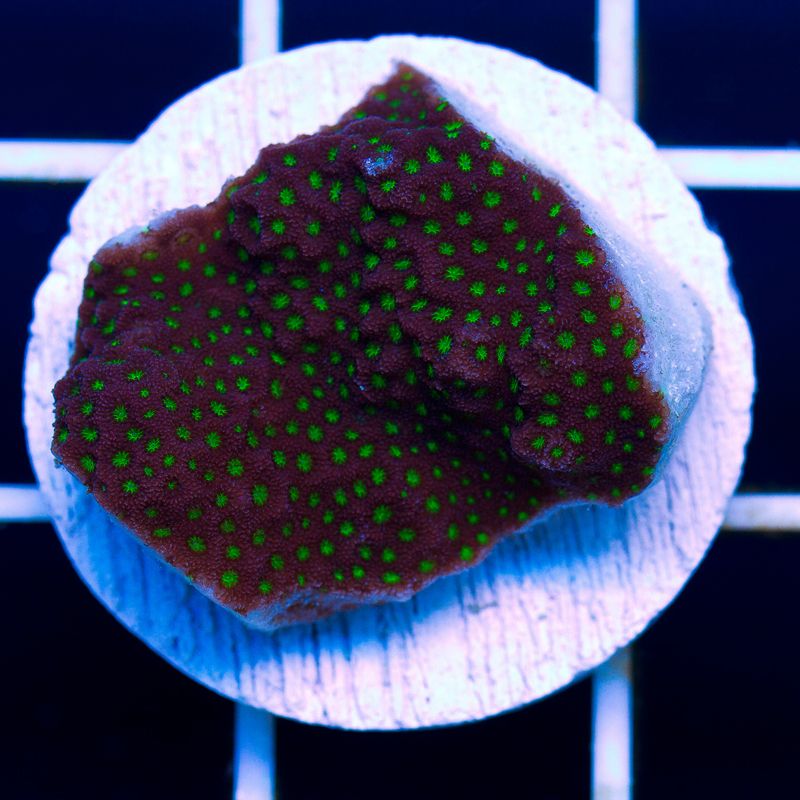 newcoral003b.jpg