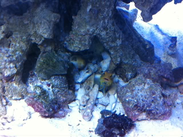 jawfish-1.jpg