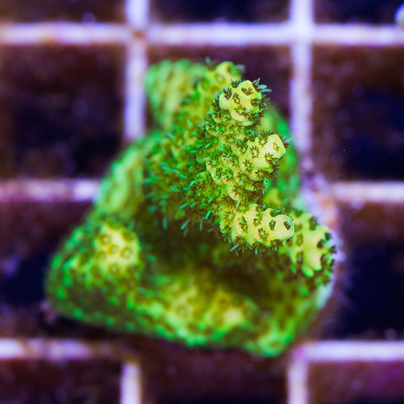 newcoral1564b.jpg