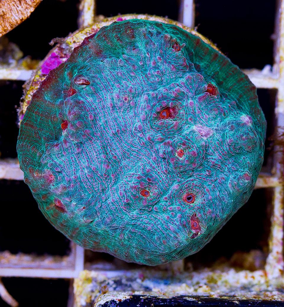 anewcoral_34-2.jpg