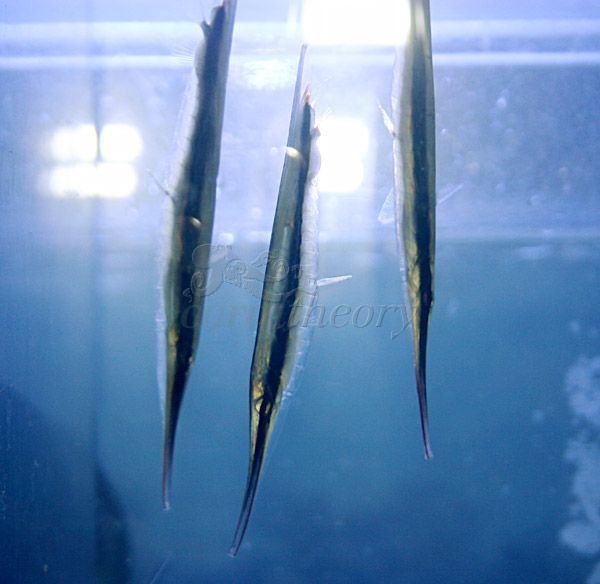 shrimpfish.jpg