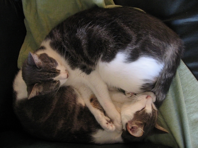 cats.jpg