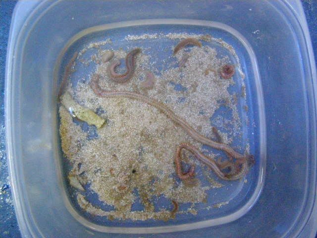 Bristleworm.jpg
