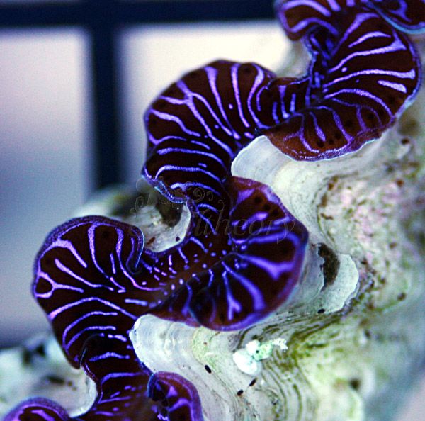 clam3-2.jpg
