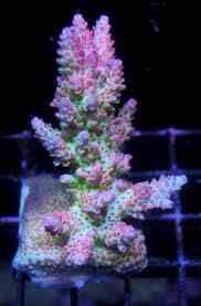 imagejpeg_2_54_zps854e4064.jpg