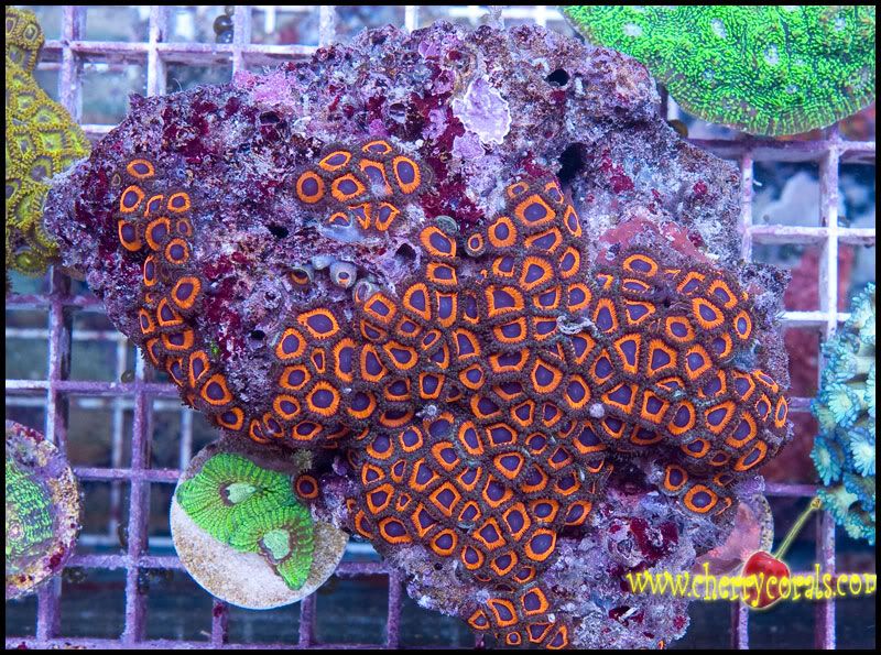 NewCorals100_3.jpg