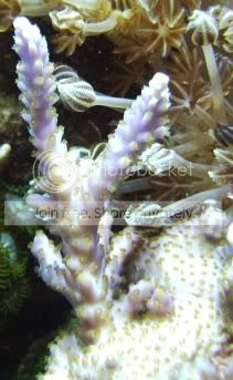 CROP-Aqua_02_16_06_A002.jpg
