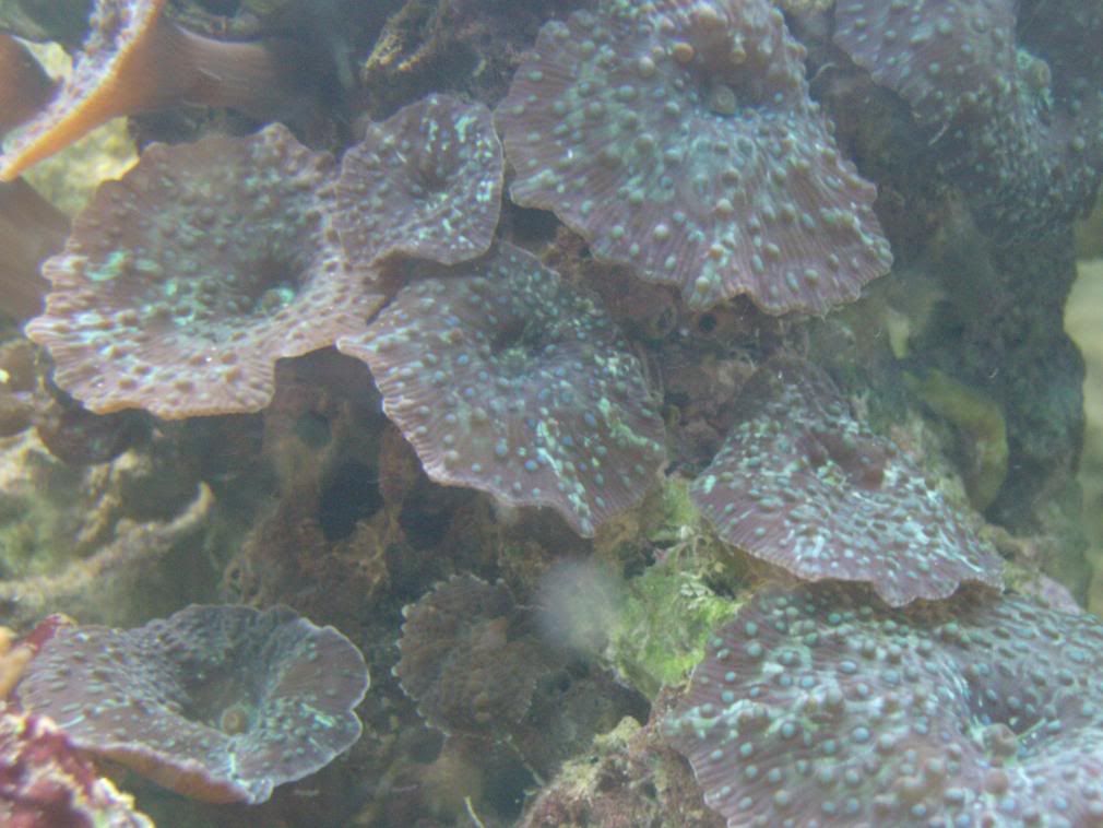 jayfish071.jpg