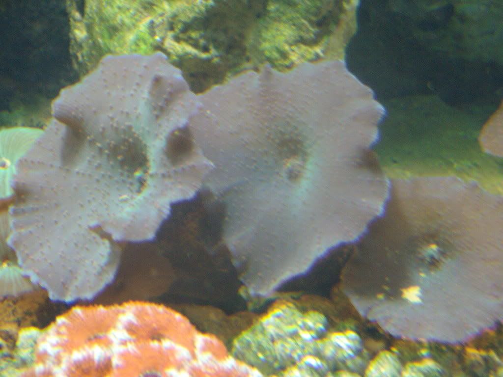 jayfish150.jpg