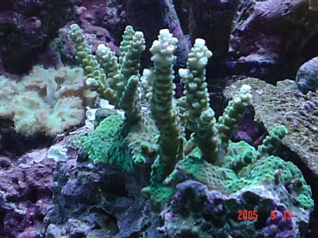 65g_green_milli.jpg