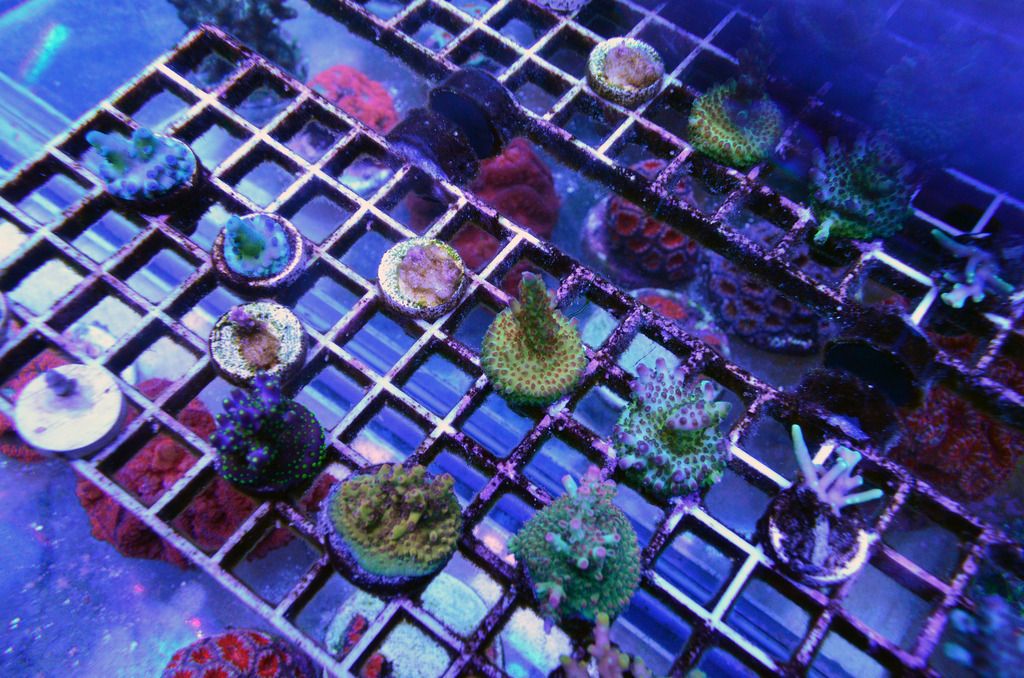 Frag%20Rack%205_zpsg4gu8z5y.jpg