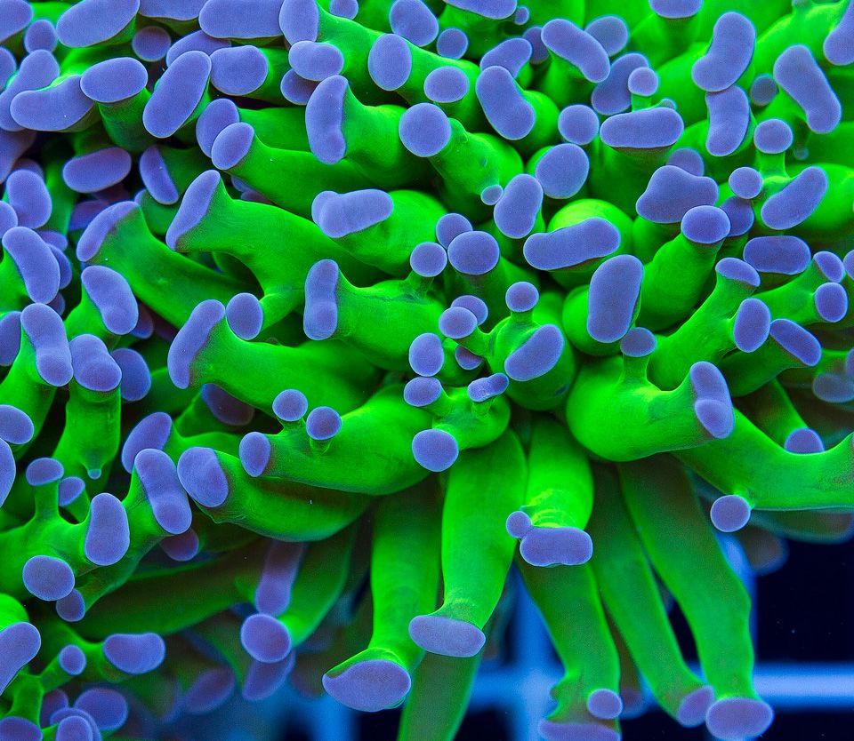 ANewCoral_2-13.jpg