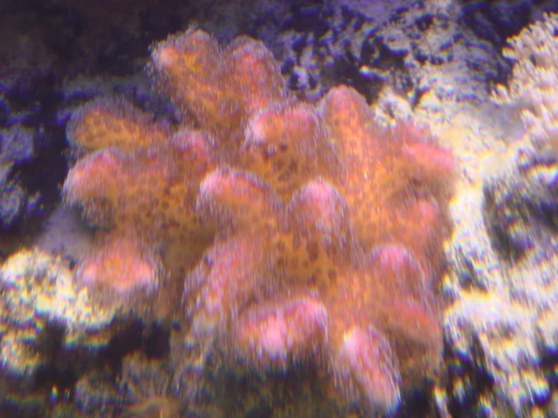 DSC01240.jpg