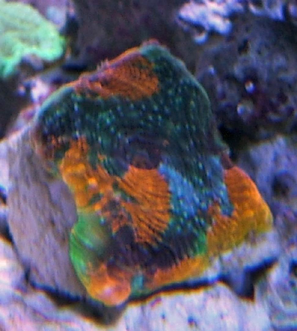 rainbow-1.jpg