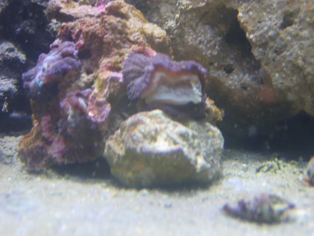 mushroomsplitting003.jpg