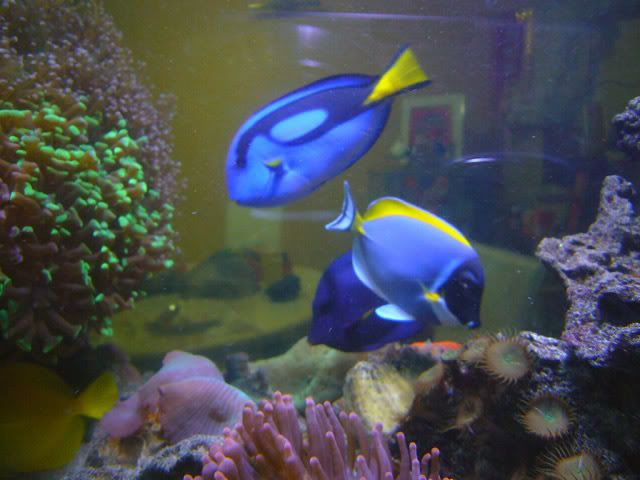 Tangs.jpg