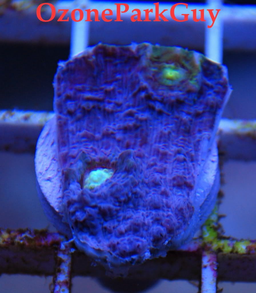 WatermelonChalice4.jpg