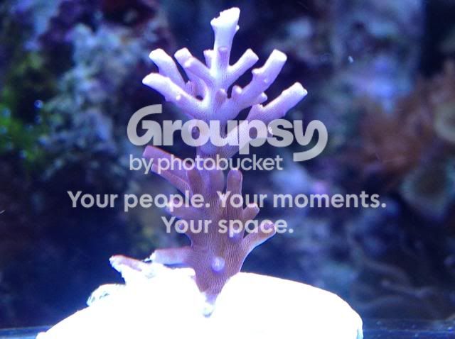 image_zps633c6788.jpg