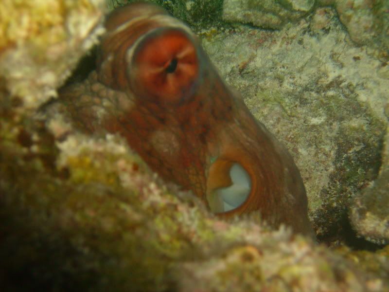 PICT0295.jpg