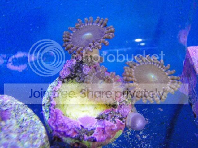 coral4sale009.jpg