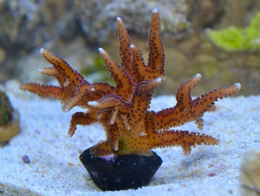 corals035.jpg