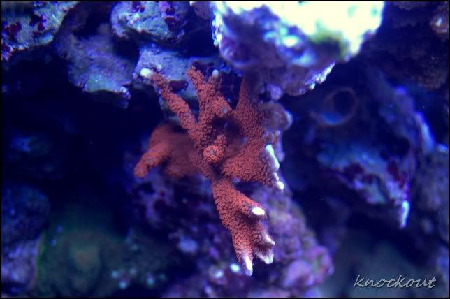DSC_0211NEF.jpg