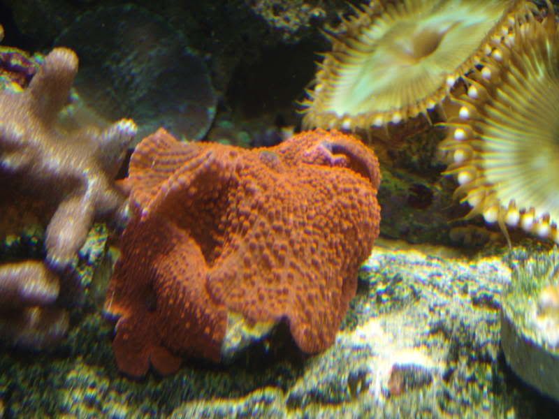 jayfish016.jpg
