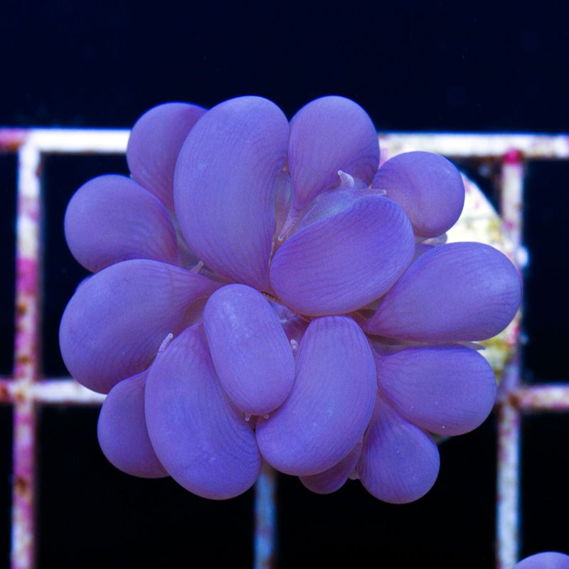 anewcoralsa242b.jpg~original