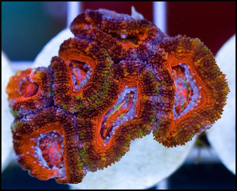 anewcoral_26.jpg