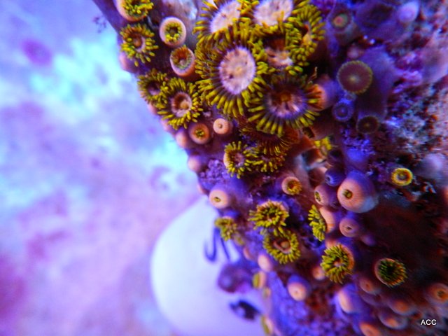 11480960576_e9d58350d6_o.jpg