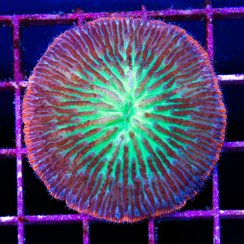 anewcoralsa236b.jpg~original